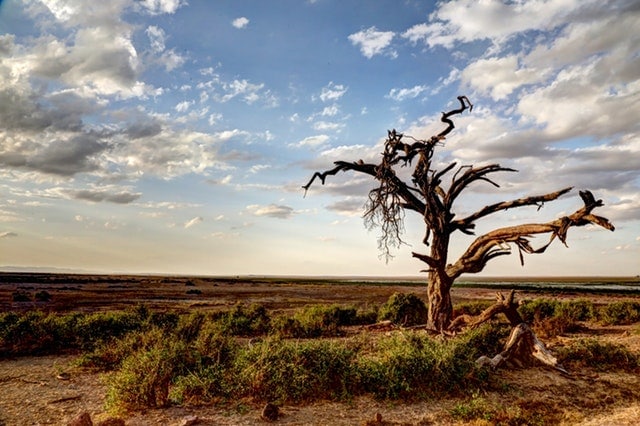 Organizational Change Management Is Dead
