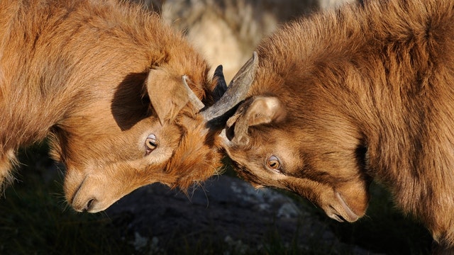 NetSuite vs. Salesforce