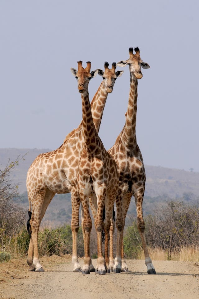 africa 1